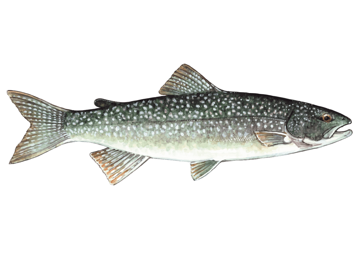 Lake Trout